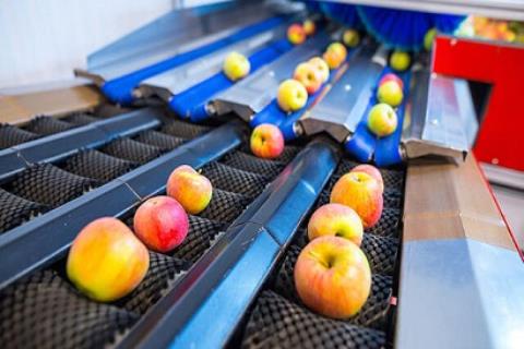 ماشین آلات سورتینگ مرکبات