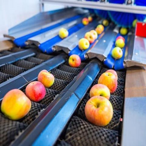 سورتينگ چيست؟